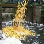 news-entenrennen-auf-der-alster-01