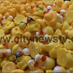 news-entenrennen-auf-der-alster-03