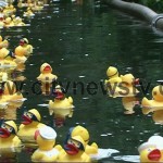 news-entenrennen-auf-der-alster-06